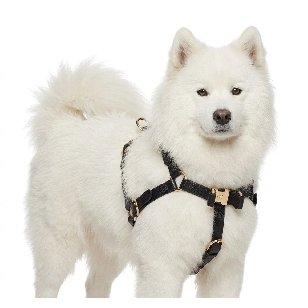 Gucci Black Demetra Dog Harness Gold Hardware Large 695253‎ NEW